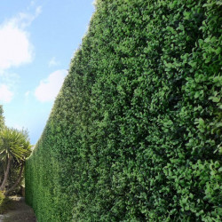 Feuillage Artificiel imitation LENTISC 1mx1m